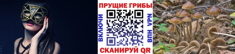 блэк спрут вход  Михайловск  Галлюциногенные грибы GOLDEN TEACHER 